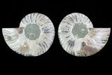 Cut & Polished Ammonite Fossil - Agatized #78381-1